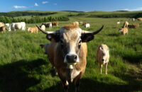 Vache de race Aubrac